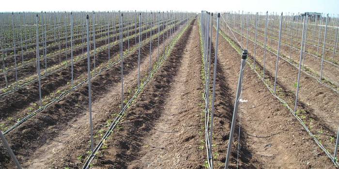 Ecostak installed for tomatoes plants