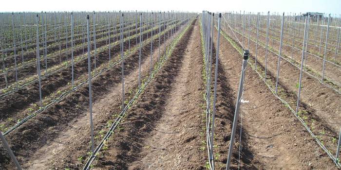 Instalación de estacas en cultivo de tomate